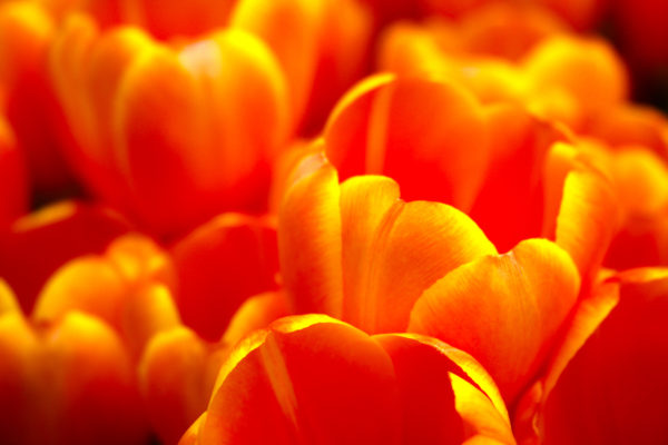 Orange Tulips