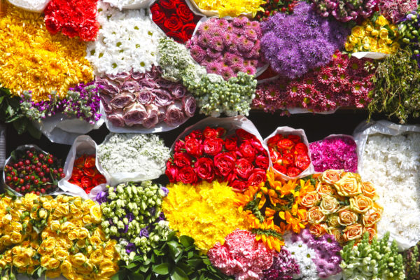 Flowers packed together